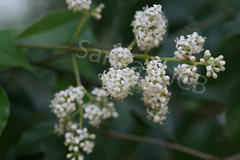 Ligustrum gamblei